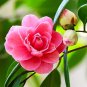 50 Pcs Camellia impatiens Seeds Pink Double Flowers
