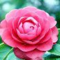 50 Pcs Camellia impatiens Seeds Pink Double Flowers