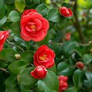 50 Pcs Camellia impatiens Seeds Dark Red Double Flowers