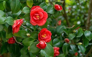 50 Pcs Camellia impatiens Seeds Dark Red Double Flowers