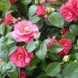 50 Pcs Camellia impatiens Seeds Dark Red Double Flowers