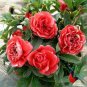 50 Pcs Camellia impatiens Seeds Dark Red Double Flowers