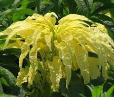 200 Pcs Amaranthus Tricolor Seeds (Bright Yellow Green)