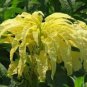 200 Pcs Amaranthus Tricolor Seeds (Bright Yellow Green)