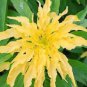 200 Pcs Amaranthus Tricolor Seeds (Bright Yellow Green)