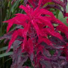 200 Pcs Amaranthus Tricolor Seeds Tri-color (Dark Red)