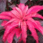 200 Pcs Amaranthus Tricolor Seeds Tri-color (Dark Red)