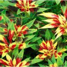200 Pcs Amaranthus Tricolor Seeds Tri-color (Red Yellow Green) 200 Pcs Amaranthus Tricolor Seeds Tri-color (Red Yellow Green)