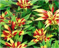 200 Pcs Amaranthus Tricolor Seeds Tri-color (Red Yellow Green)
