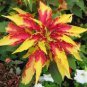200 Pcs Amaranthus Tricolor Seeds Tri-color (Red Yellow Green)