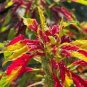 200 Pcs Amaranthus Tricolor Seeds Tri-color (Red Yellow Green)