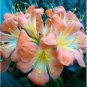 1 Pcs Medium Flower Real Bowl clivia pots Bonsai Garden Blooming Plants