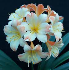 1 Pcs Medium Flower Real Bowl clivia pots Bonsai Garden Blooming Plants