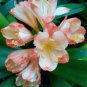 1 Pcs Medium Flower Real Bowl clivia pots Bonsai Garden Blooming Plants