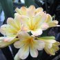 1 Pcs Medium Flower Real Bowl clivia pots Bonsai Garden Blooming Plants