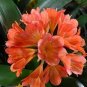 1 Pcs Medium Flower Real Bowl clivia pots Bonsai Garden Blooming Plants Happy Farm
