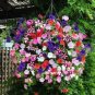 100 Pcs Mixed Color Flower Petunia Bonsai Exotic Bonsai Flowers