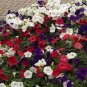 100 Pcs Mixed Color Flower Petunia Bonsai Exotic Bonsai Flowers