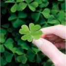 100 Pcs Bonsai Four Leaf Clover Trifolium Repens Mixed Dutch Clover Bonsai