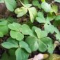 100 Pcs Bonsai Four Leaf Clover Trifolium Repens Mixed Dutch Clover Bonsai