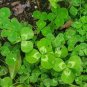 100 Pcs Bonsai Four Leaf Clover Trifolium Repens Mixed Dutch Clover Bonsai