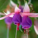 50 Pcs Red Fuchsia Bonsai Potted Flower Garden Potted Plants Hanging Fuchsia Flowers