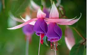 50 Pcs Red Fuchsia Bonsai Potted Flower Garden Potted Plants Hanging Fuchsia Flowers
