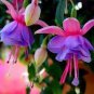 50 Pcs Red Fuchsia Bonsai Potted Flower Garden Potted Plants Hanging Fuchsia Flowers