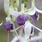 50 Pcs Red Fuchsia Bonsai Potted Flower Garden Potted Plants Hanging Fuchsia Flowers