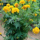 50 Pcs Bright Yellow Potted Marigold Seeds 50 Pcs Bright Yellow Potted Marigold Seeds