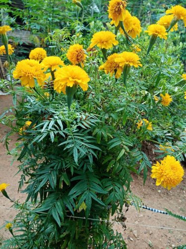 50 Pcs Bright Yellow Potted Marigold Seeds