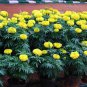 50 Pcs Bright Yellow Potted Marigold Seeds