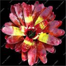 100 Pcs Cactus Bromeliad Succulent Rare Colorful Flower Bonsai Courtyard Mini Plant