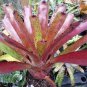 100 Pcs Cactus Bromeliad Succulent Rare Colorful Flower Bonsai Courtyard Mini Plant