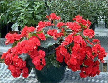 50 Pcs Red Rieger Begonias Seeds