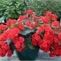 50 Pcs Red Rieger Begonias Seeds
