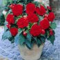 50 Pcs Red Rieger Begonias Seeds