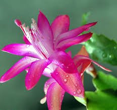 100 Pcs Schlumbergera Zygocactus Seeds