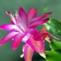 100 Pcs Schlumbergera Zygocactus Seeds