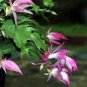 100 Pcs Schlumbergera Zygocactus Seeds