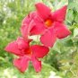 100 Pcs Mandevilla Sanderi Seeds Red Flowers