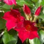 100 Pcs Mandevilla Sanderi Seeds Red Flowers