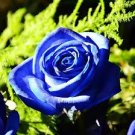 50 Pcs Blue Climbing Rose Seeds