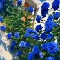50 Pcs Blue Climbing Rose Seeds