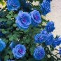 50 Pcs Blue Climbing Rose Seeds