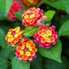 20 Pcs Lantana Mixed Seeds