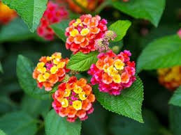 20 Pcs Lantana Mixed Seeds