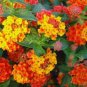 20 Pcs Lantana Mixed Seeds
