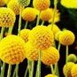 100 Pcs Craspedia Globosa Seeds Yellow Drumstick Perennial Billy Buttons