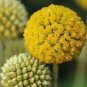 100 Pcs Craspedia Globosa Seeds Yellow Drumstick Perennial Billy Buttons